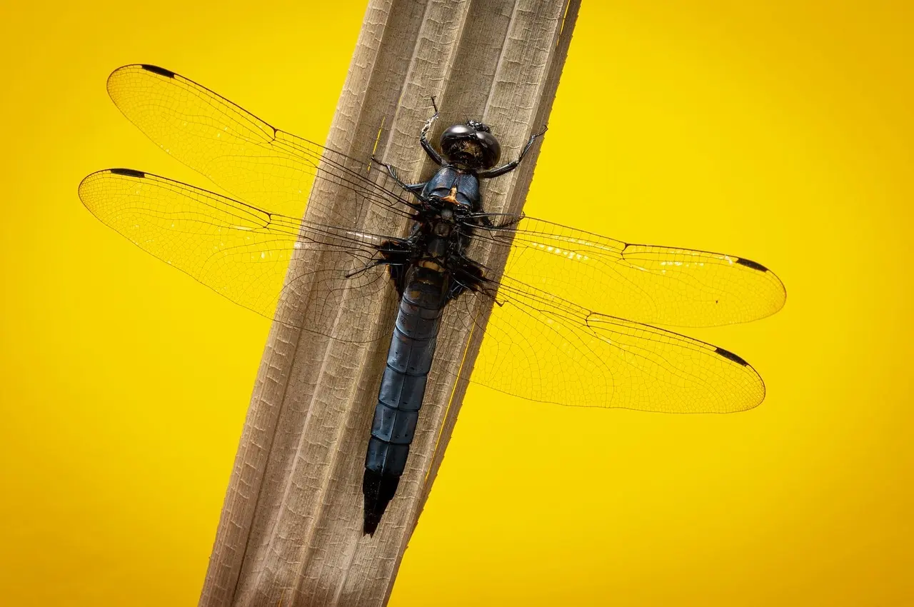 Karakter i krydsord løsninger