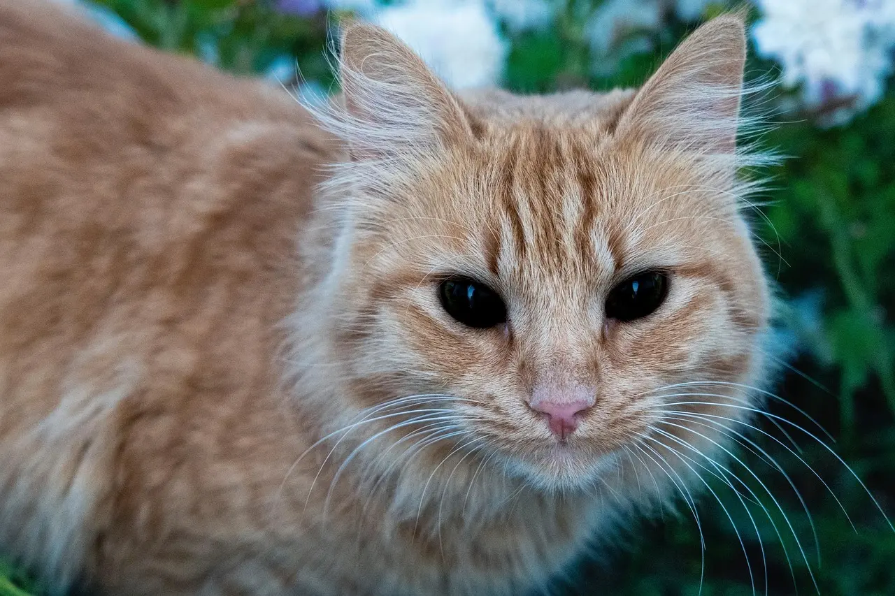 Medvirkende i The Babysitter